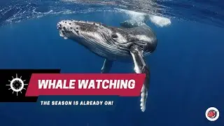 WHALE WATCHING IN COSTA RICA. TOURS FROM UVITA