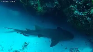 Yucab Nurse Shark