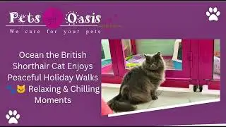 Ocean the British Shorthair Cat Enjoys Peaceful Holiday Walks Relaxing & Chilling Moments