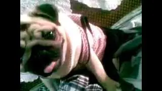 pug wearing clothes