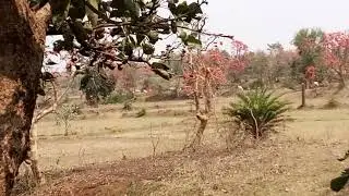 purulia polas full