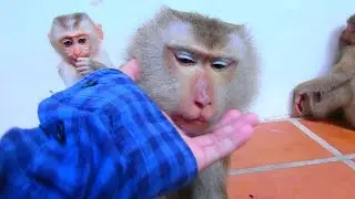 So lovely, family monkey Joyce, when they are staying with each other.