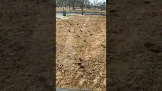 European Starlings taking over my yard #Shorts