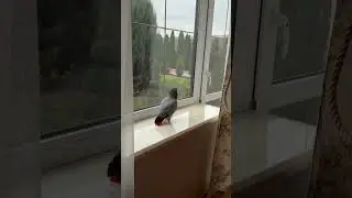 Мой попугай не может перестать смотреть на себя! 🎃 | Забавная реакция на зеркало