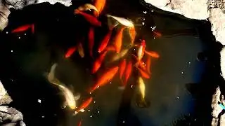 Gold Fish Pond - ambient  - meditation - zoom background - no sound
