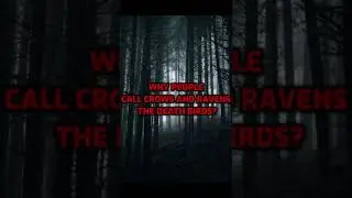 Why people call crows and ravens 