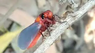 Cicada (insect) ||larva ||metamorphosis || Hemiptera || true bugs || India