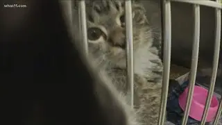 Kentucky Humane Society takes in dogs, cats from tornado-impacted areas