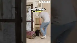 Consejos Clave para Volar con tu Perro