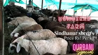 Special For Qurbani | Hundekar Sindhanur sheep's Farm | Contact 9739333096