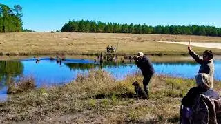 Boykin Spaniel retrieving ducks in AKC Master Trial