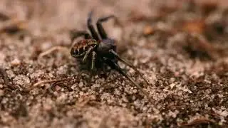 Xysticus kochi - Male rivalry behavior
