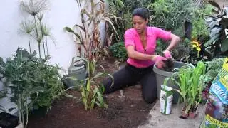 How to Fertilize Sweet Corn Tasseling : The Chef's Garden