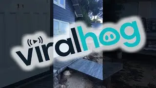 Dog and Rabbit Return from Beachfront Adventure || ViralHog