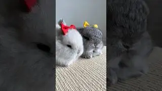 RIBBONS ON #mybunny #petrabbit #bunny #mycuterabbit #petbunny #pets #cuteanimal #cute #cutepet