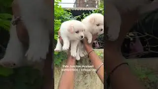 Pomeranian amravati Wardha #shorts #trending #viral #amravatimaharashtra #amravati #petshop