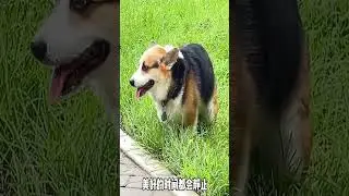Making it Big: Corgis, Adorable Pets, Tail-wagging Adventures, Silly Puppies - Peppa...