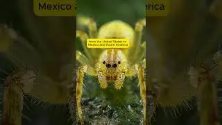 The Danger of the Yellow Sac Spider&rsquo;s Venom #amazingdiscoveries #facts #usa #shorts