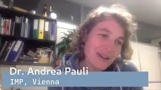 Tips on applying for a PhD position - Ep. 5 - Andrea Pauli