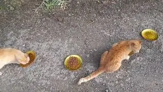 Cat feeding programs, Homeless, hungry and forgotten cats living off of garbage