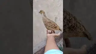 grey francolin voice