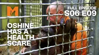 Oshine Has Health Problems | Season 6 Episode 9 | Full Episode | Monkey Life