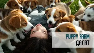Неудачная поездка в Puppy Farm. Далат. Вьетнам 2024
