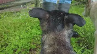 My dog Bernie and his cute floppy ears!