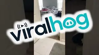 Dog Comes Back With Backup || ViralHog