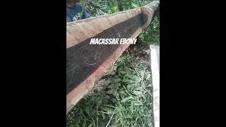 Macassar ebony Macassar Ebony #wood  is a premium tonewood highly valued for guitar fingerboards.