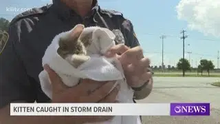 Kitten rescued from a storm drain near Lindale Park