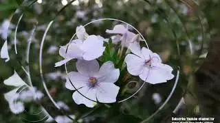 Blue Sage, Eranthemum &bull;&nbsp;Hindi: गुलशाम Gulsham &bull;&nbsp;Tamil: Neelamulli &bull;&nbsp;Telugu: Neelambaramu, Eranthemum