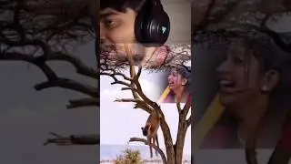 ಜಿರಾಫೆ ಸ್ಟೈಲ್ ಅಂದ್ರೆ ಇದು! 😎🦒 Viral Animal Comedy #t81 #animals #naturelovers