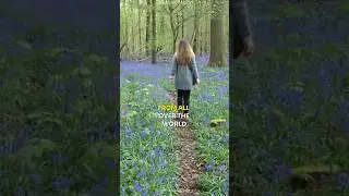 Discover the Secret Blue Forest in Belgium #shorts #facts