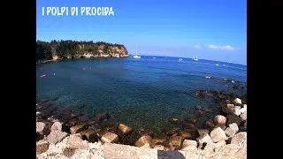 Procida Pescasub: Polpi estivi.