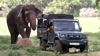 Majestic elephant approached the safari jeep | Elephant | Animals | Wildlife #elephant #wild
