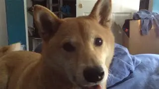 Shiba Inu Makes Hillarious and Adorable Noises