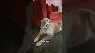 Mind Control #goldenretreivers #myanimal #puppy #mindcontrol #wrizz #toogood #rizzlergod