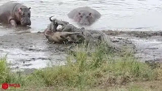 HIPPO SAVE WILDEBEEST FROM CROCODILE HUNTING Crocodile Vs Wildebeest Vs Hippo