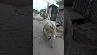 bhas bhai ki mosi gay ayi hai 😂🤣🤣