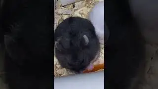 Black hamster 🥕
