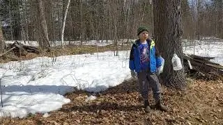 My great maple tree/how to get syrup