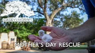Screech Owlet Rescue