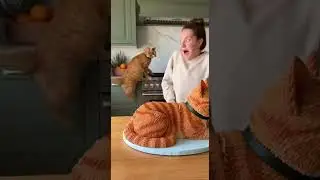 Just cake buddy :D Watch this funny cat reaction #prank #funny #cats