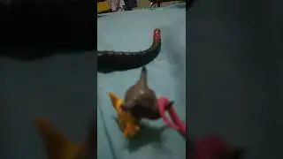digimon greymon vs skull crawler kaiju
