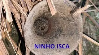 Revisão e Capturas de ASF T2025 E01