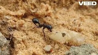 Volcano Eruption Disrupts Island Ecosystem