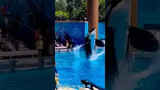 Swimming with dolphins 43 #beach #music #edm #games #shorts #trending #memes @ArbindNepal897