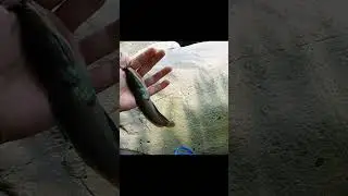 niat mancing wader malah dapat ikan ini #shorts #microfhising