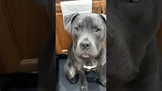 TEXT ME BACK!! 🥰😈 #dog #cute #funny